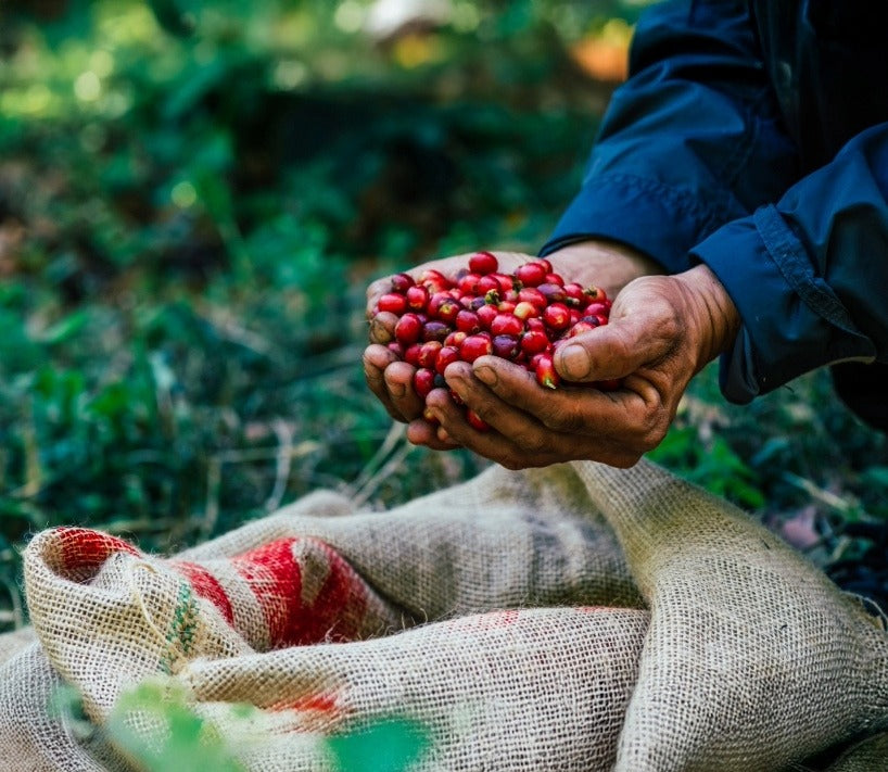 Best Farm to Cup Coffee Online