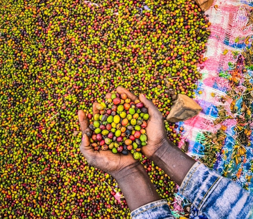 Fair Trade Craft Coffee Beans Online