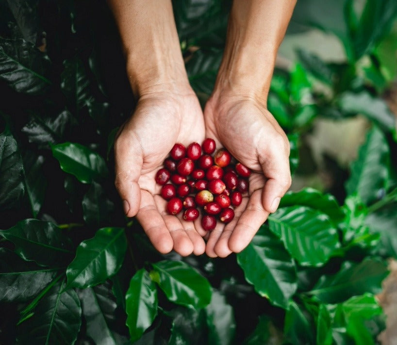 Specialty Roast Coffee Beans Online