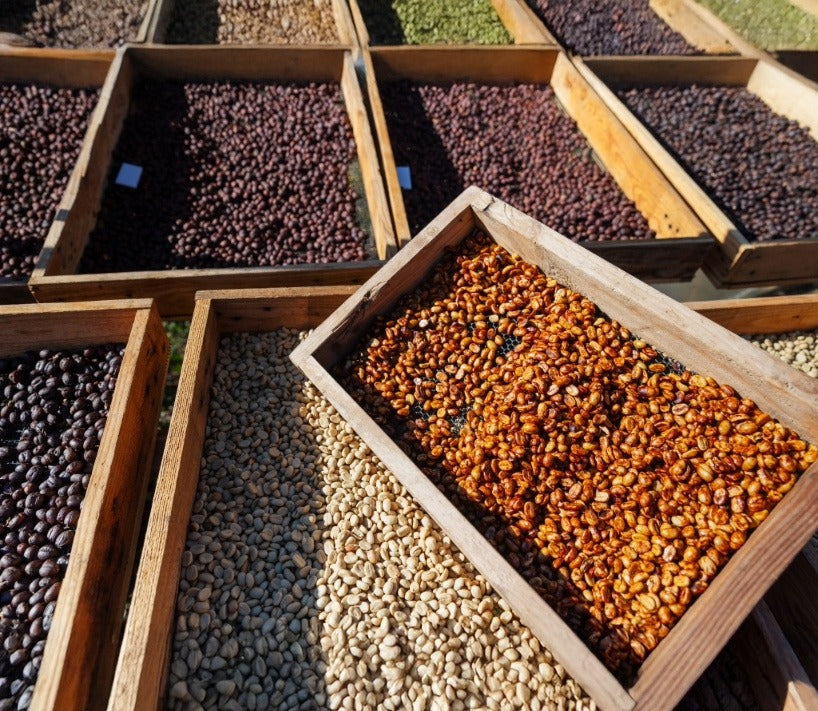 best processing method for coffee at home